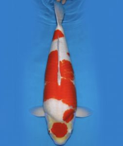 koi