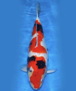 koi