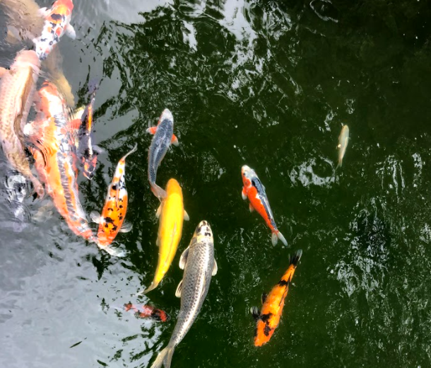 Koi House Japan Koi im Burgenland