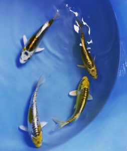 tosai koi 1-jährige koi